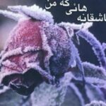 عاشقانه هایی که من دوست می دارم